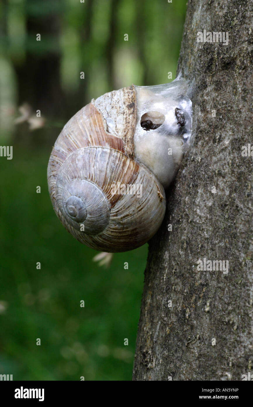 Römische Schnecke Helix Pomatia estivating auf Baum Stockfoto