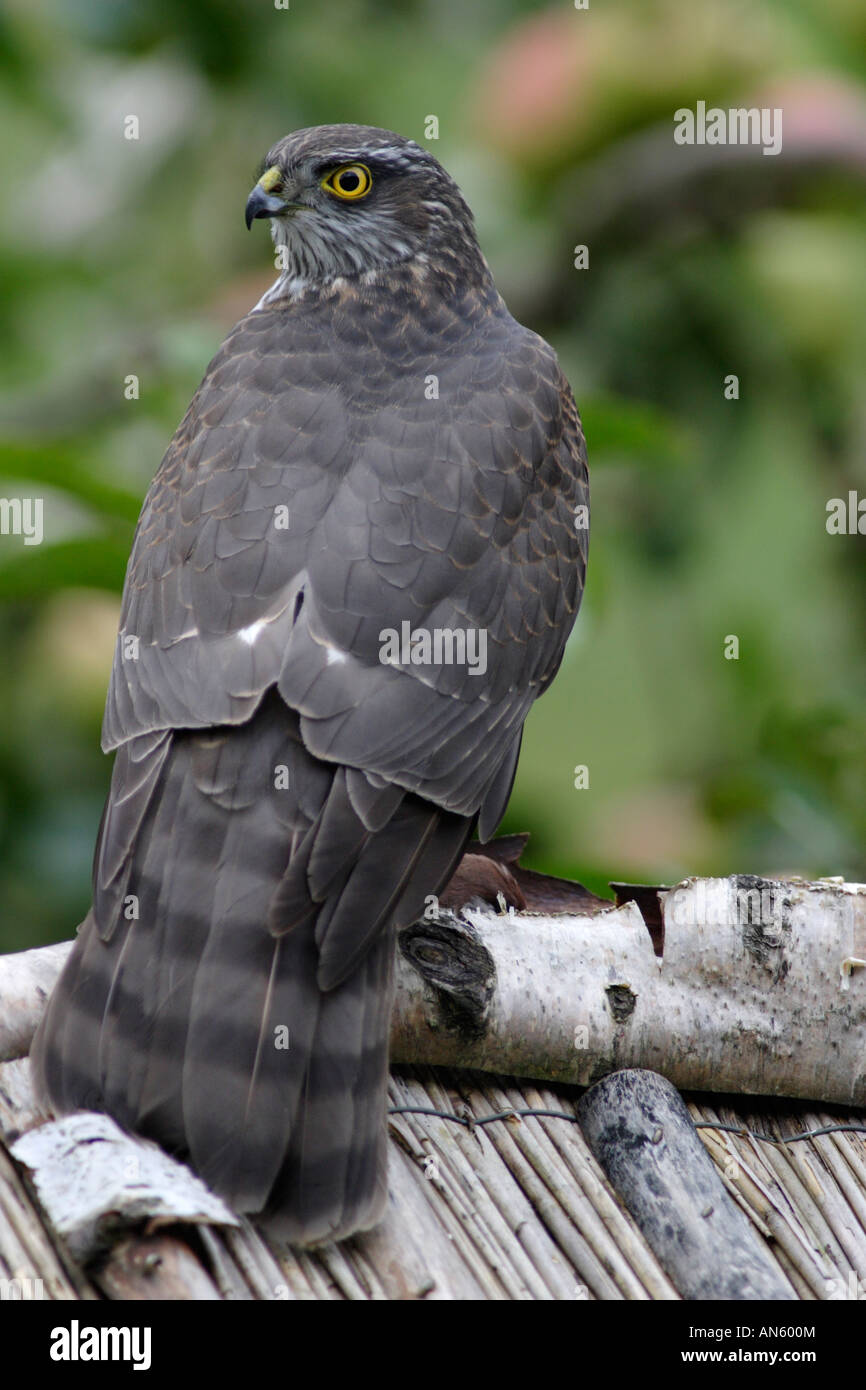 Sperber (Accipiter Nisus), ein Raubvogel, der kleine Vögel, zum Beispiel Singvögel jagt. Dieses fing ein Spatz. Stockfoto
