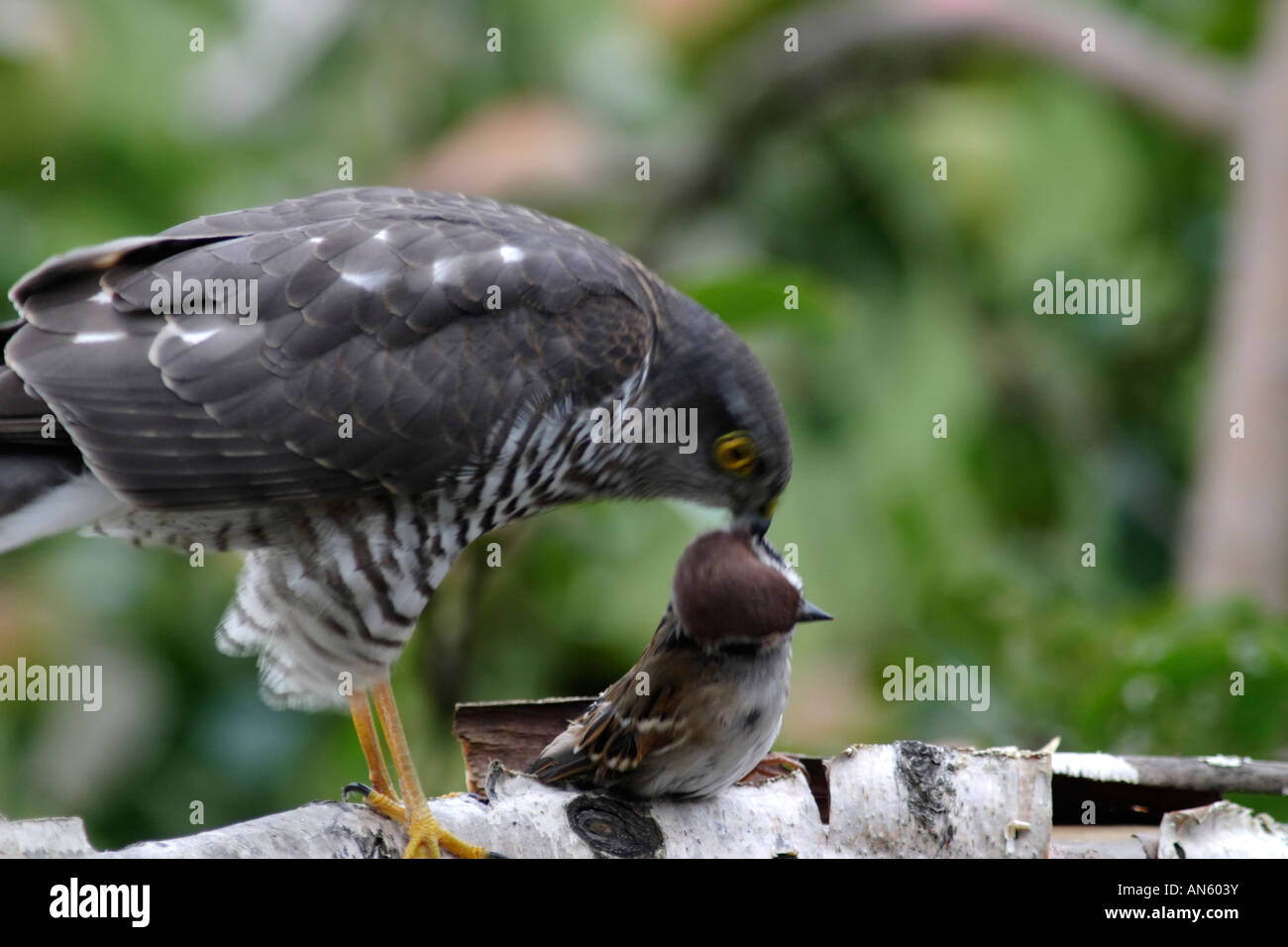 Sperber (Accipiter Nisus), ein Raubvogel, der kleine Vögel - zum Beispiel Singvögel jagt. Dieser erfasst ein Baum-Spatz Stockfoto