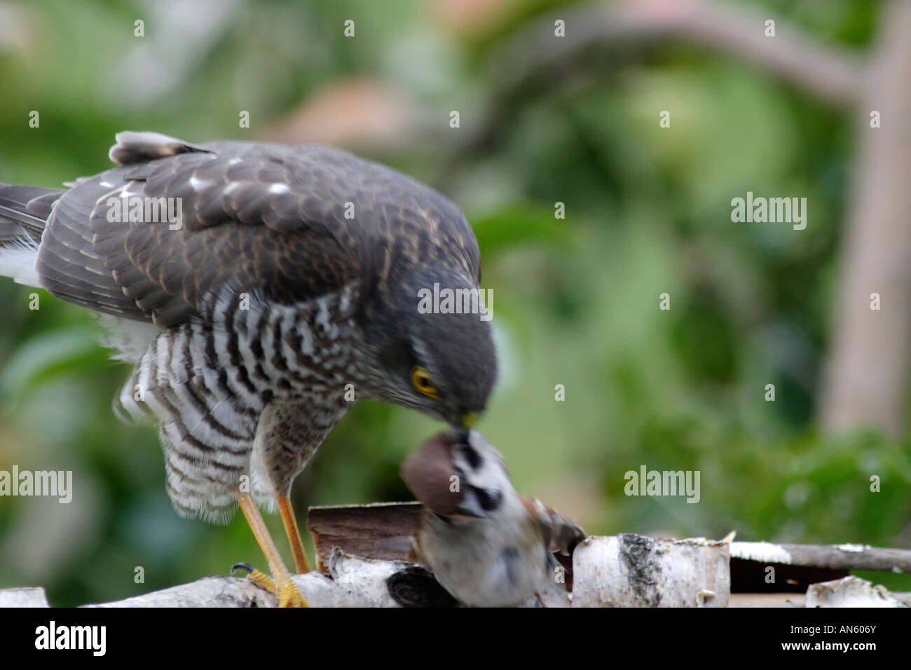 Sperber (Accipiter Nisus). Ein Raubvogel, der kleine Vögel - jagt erfasst diesein ein Baum-Spatz. Stockfoto