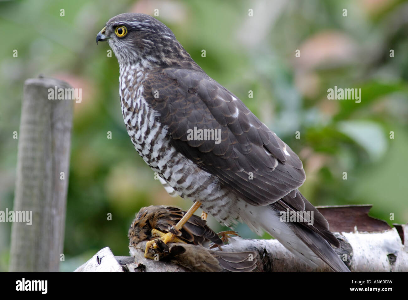 Sperber (Accipiter Nisus), ein Raubvogel, der kleine Vögel, zum Beispiel Singvögel jagt. Dieses fing ein Spatz. Stockfoto