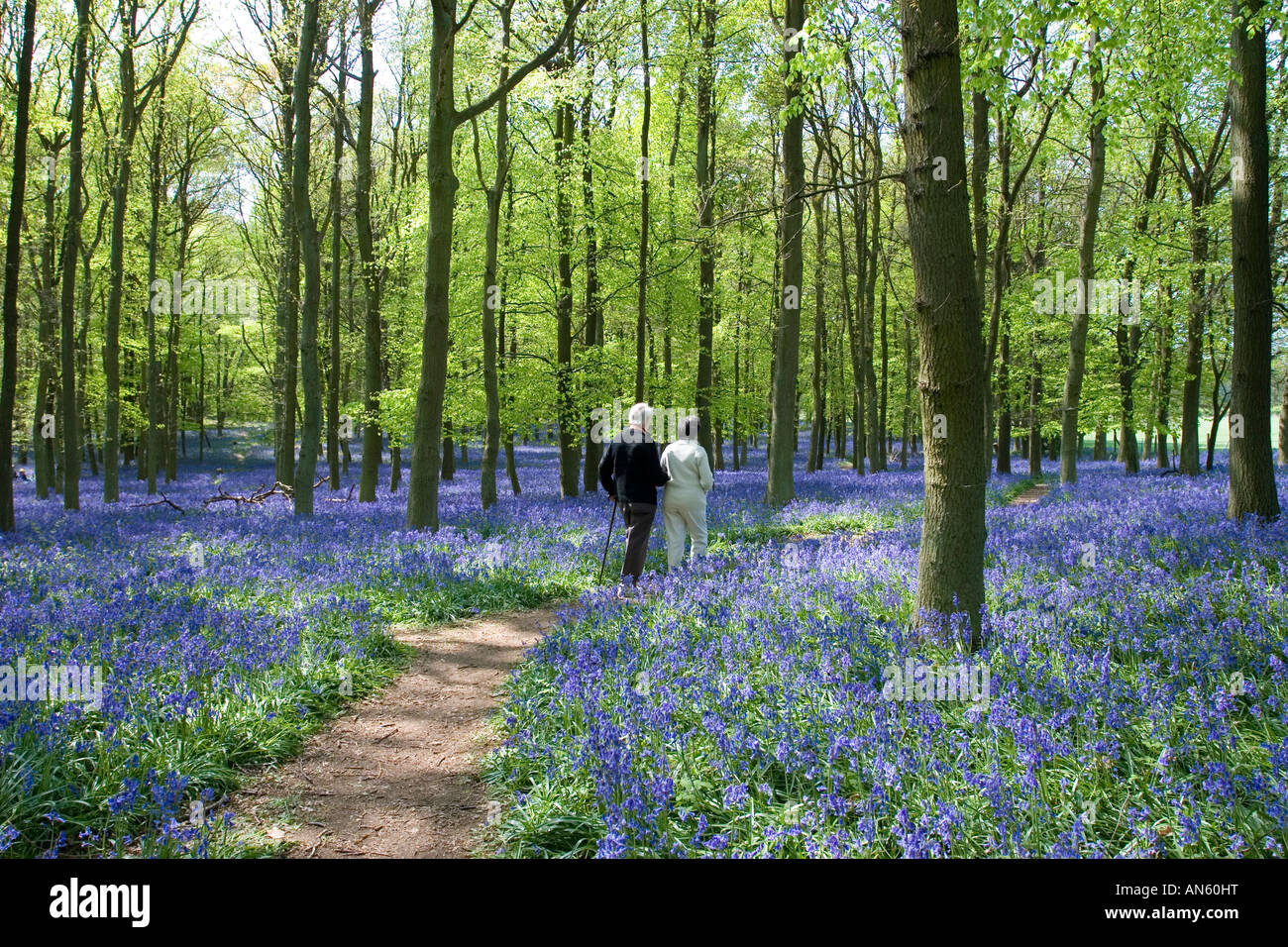 Ashridge Woods Glockenblumen - Buckinghamshire Stockfoto