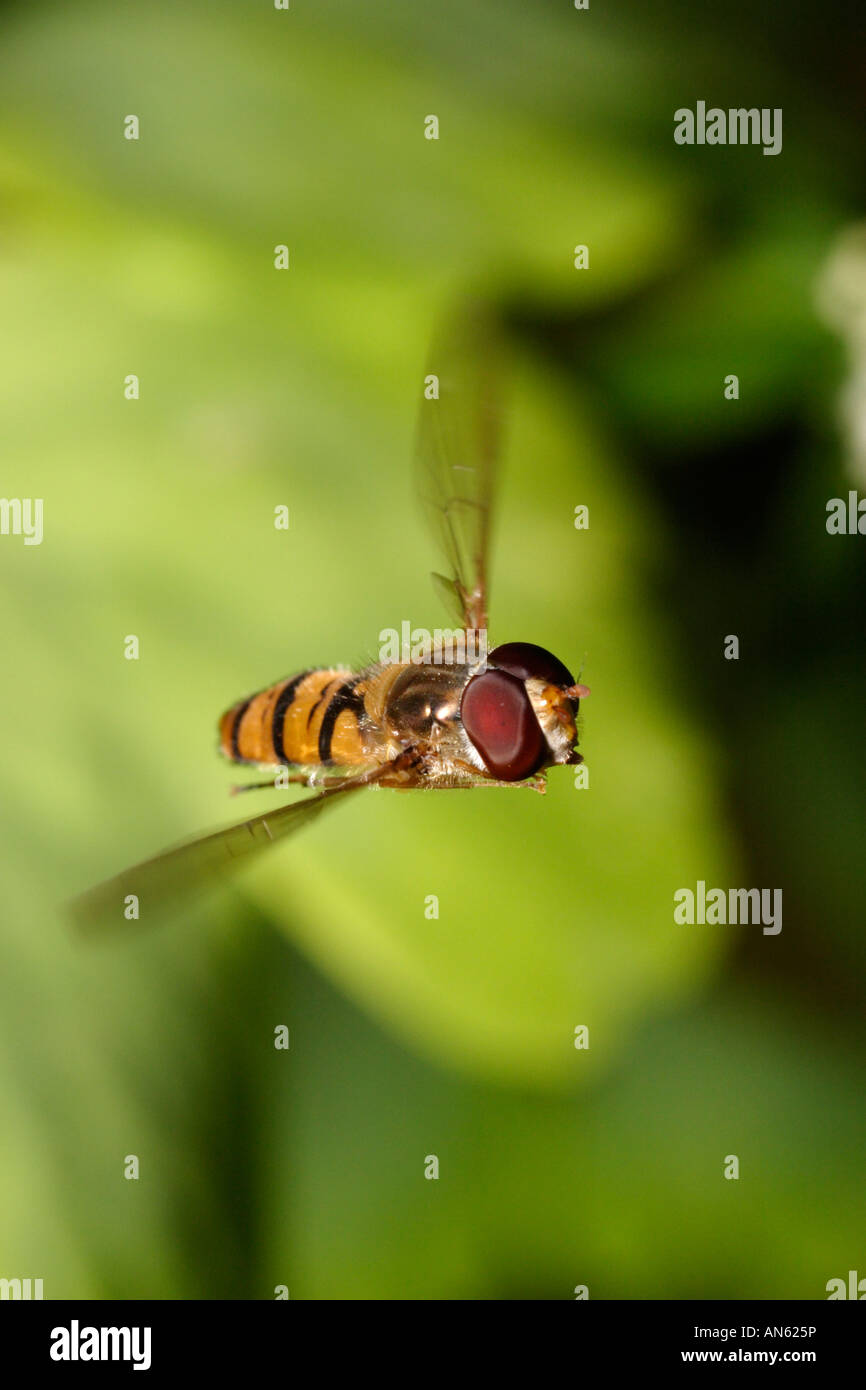 Episyrphus Balteatus, ein Hoverfly im Flug gefangen Stockfoto