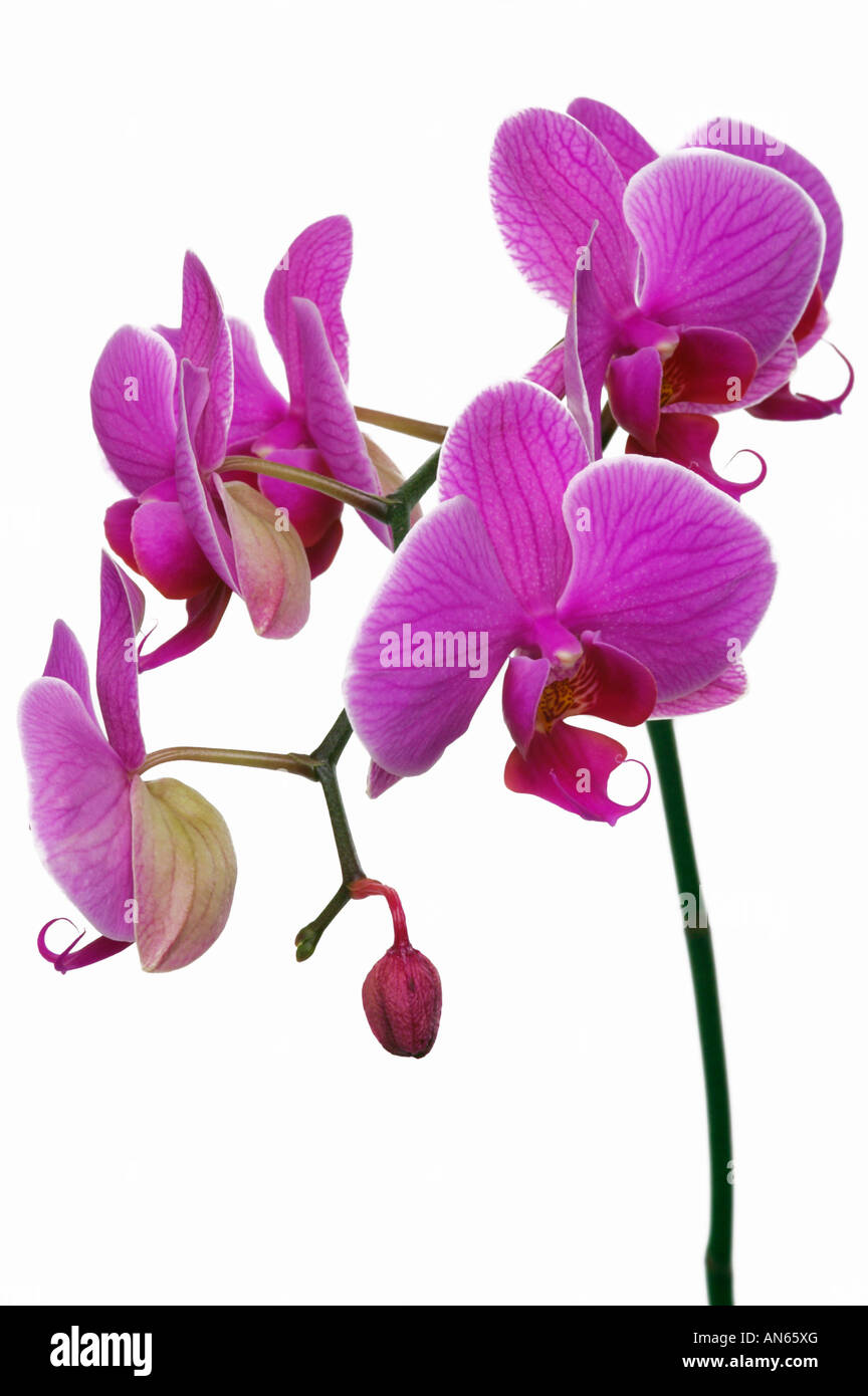 Phalaenopsis lila Moth Orchid Stockfoto