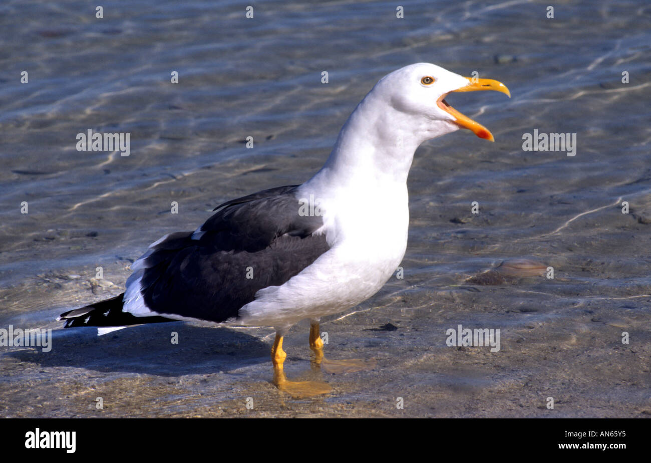 Möwe Seamew schwarzen und weißen Vögel Vogel Niederlande Holland Wasser Stockfoto