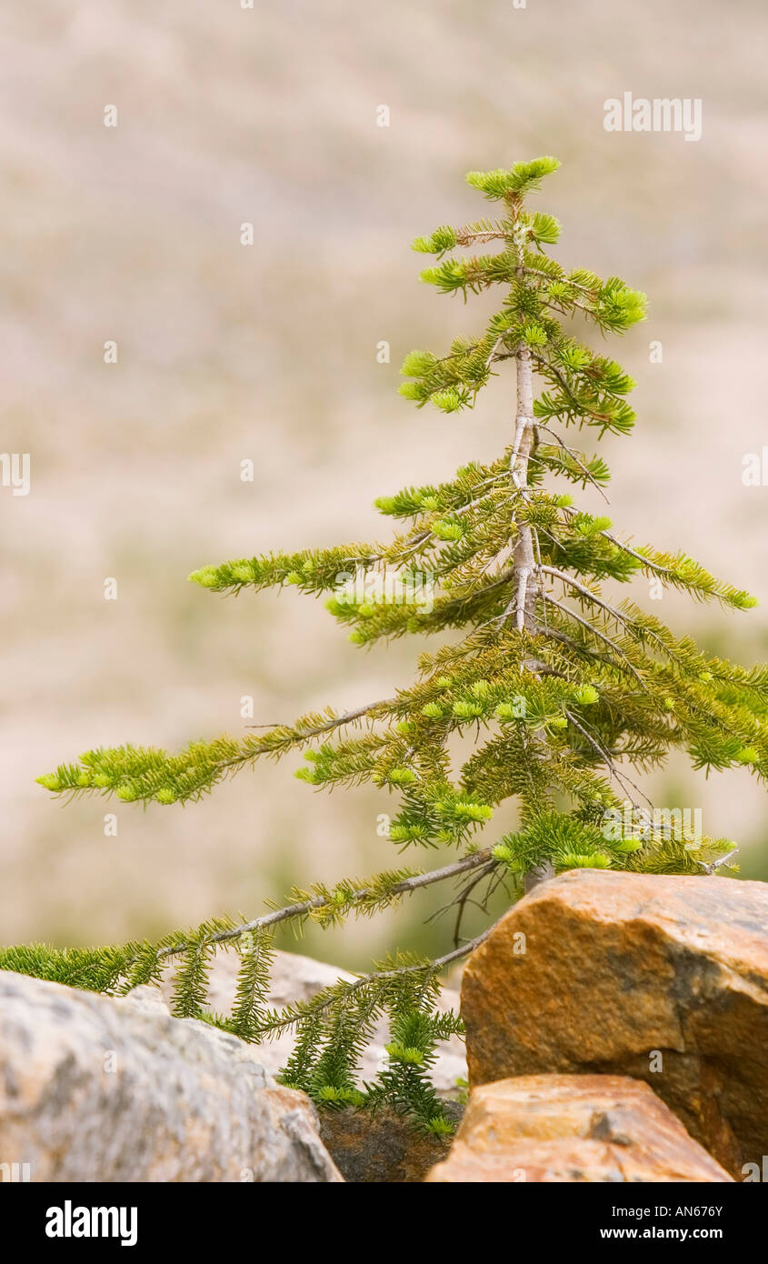 Junge immergrüner Baum, umgeben von großen Steinen, Jasper, Alberta, Kanada Stockfoto