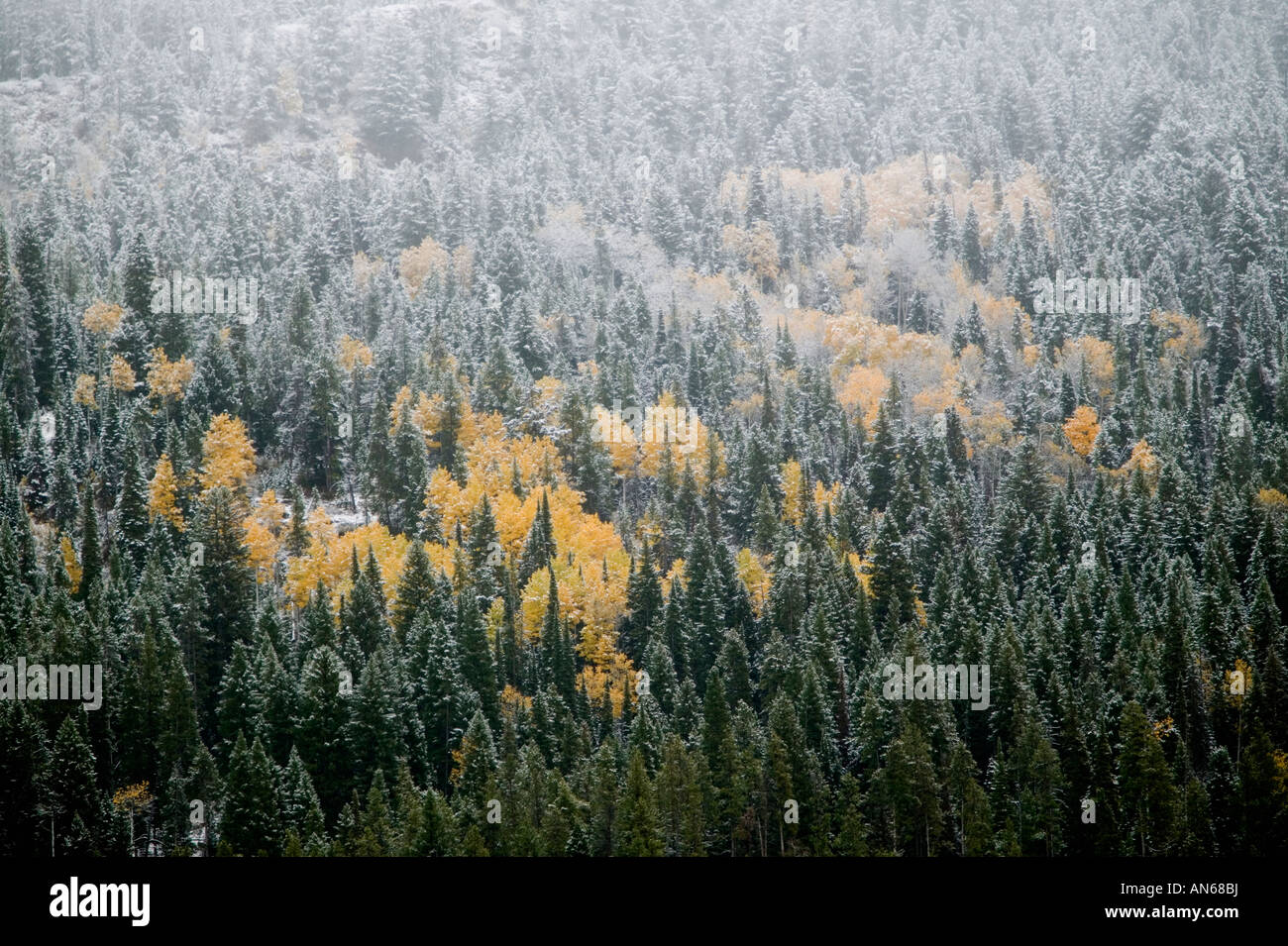 Erster Schnee in Yellowstone Stockfoto