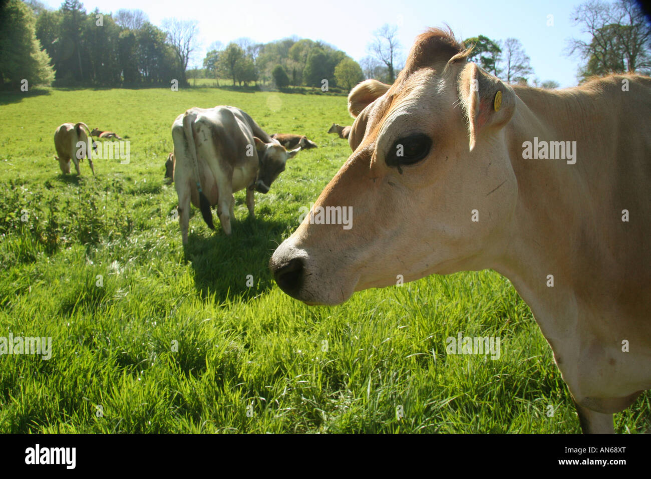 Jersey Kühe im Feld Stockfoto