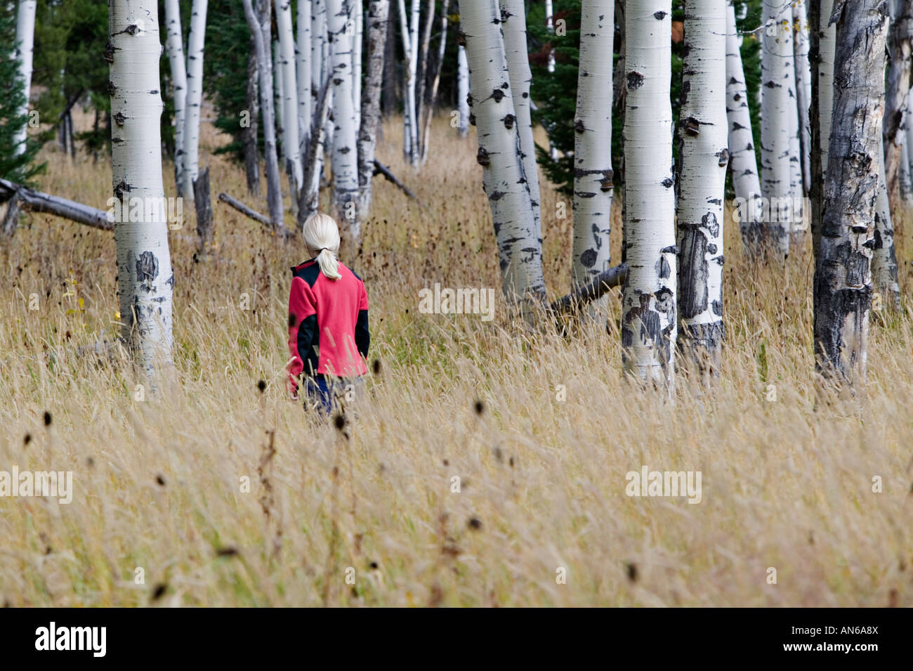 Frau Wanderer im Yellowstone-Nationalpark Espe Herbstwald Stockfoto