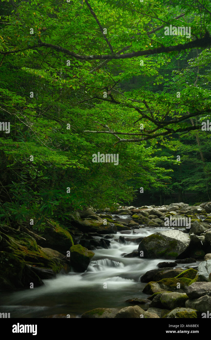 Die nahen Zinke des Little Pigeon River im Tremont des Great Smoky Mountains National Park. Stockfoto