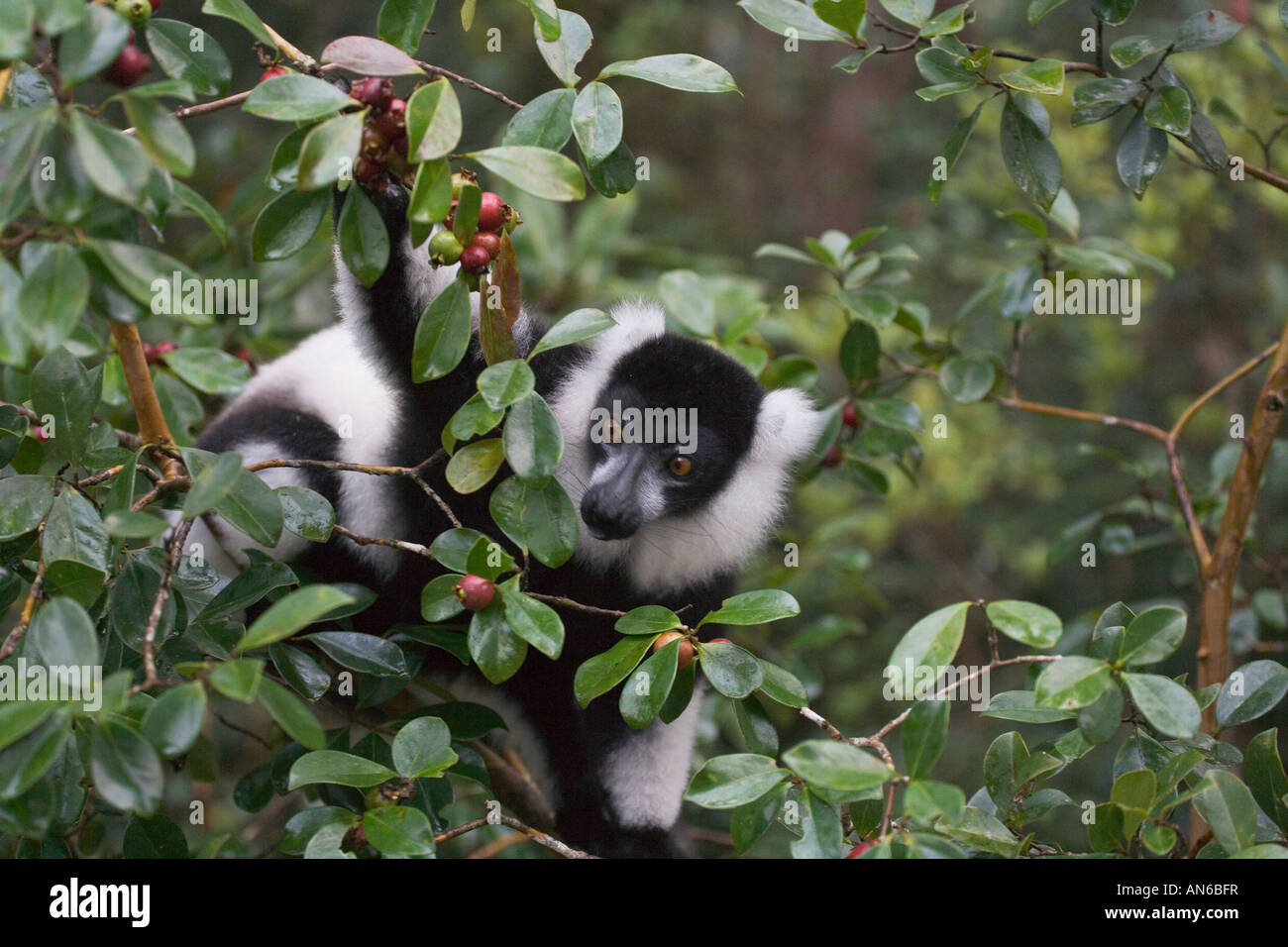 Schwarz und weiß Ruffed Lemur (Varecia Variegata) im Wald, Madagaskar Stockfoto