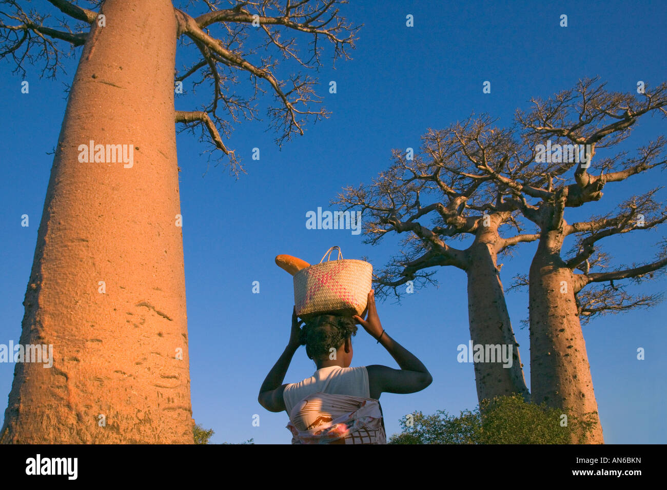 Frau mit Baobab-Baum (Affenbrotbäume), Morondava, Madagaskar Stockfoto