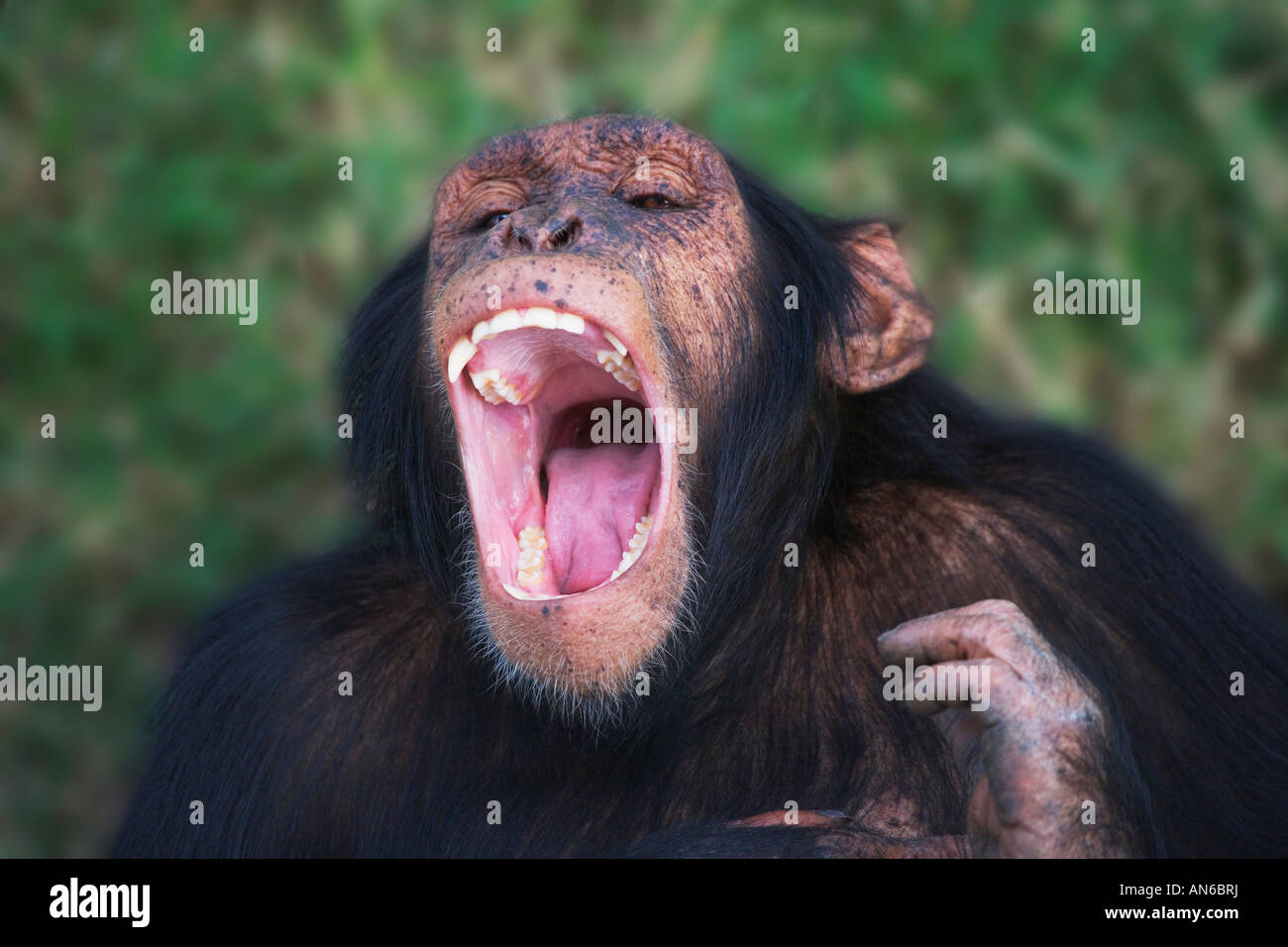 Schimpanse, Sweetwater, Kenia Stockfoto