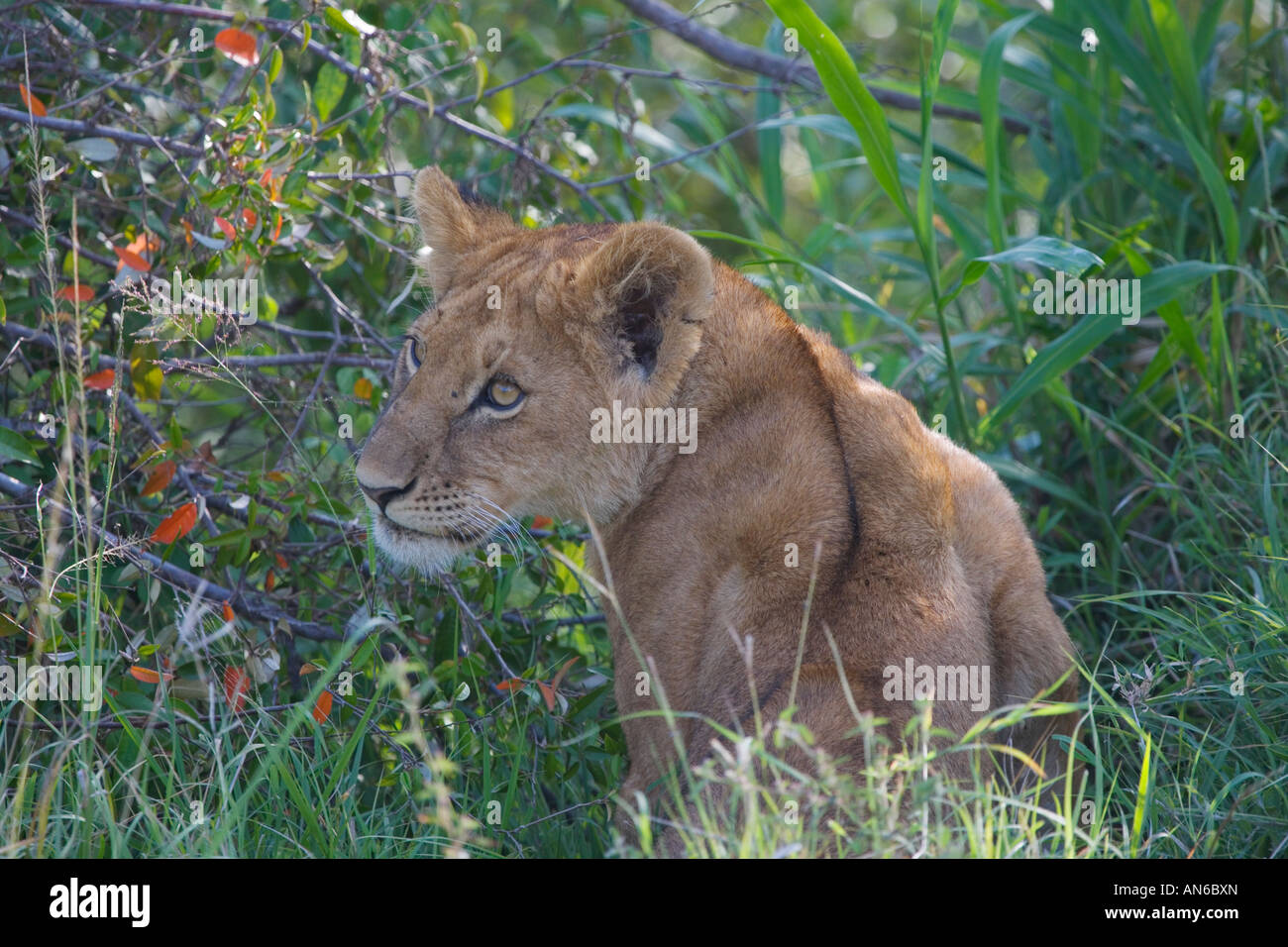 Löwen in den Rasen, Masai Mara, Kenia Stockfoto