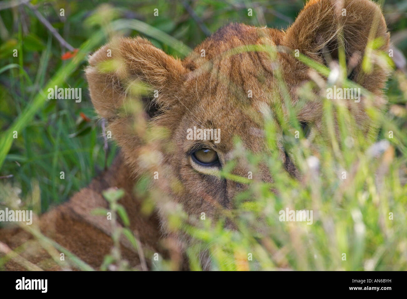 Löwenjunges in den Rasen, Masai Mara, Kenia Stockfoto