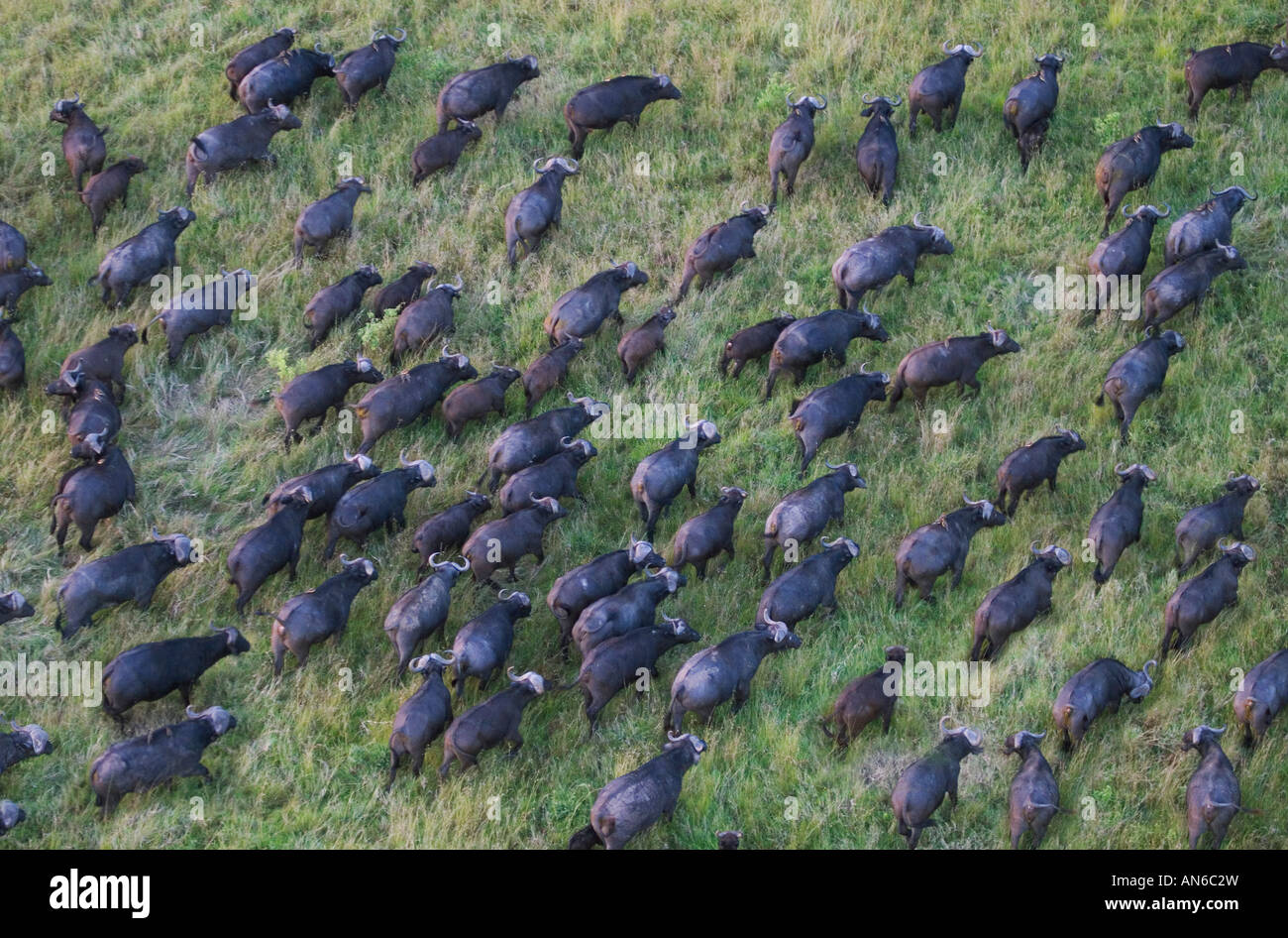 Luftaufnahme der afrikanische Büffel (Syncerus Caffer) in der Savanne von Heißluftballon, Masai Mara, Kenia Stockfoto