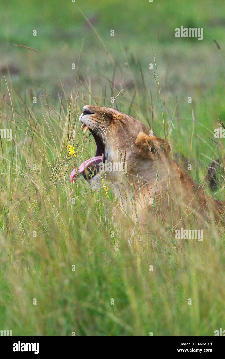 Löwe, Knurren in den Rasen, Masai Mara, Kenia Stockfoto