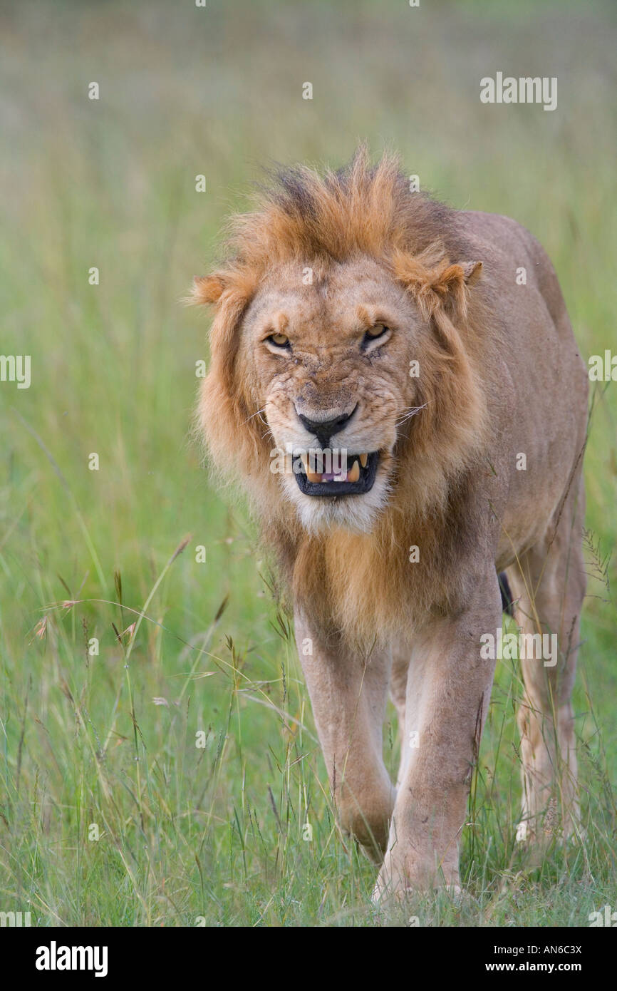 Löwen in der Savanne, Masai Mara, Kenia Stockfoto