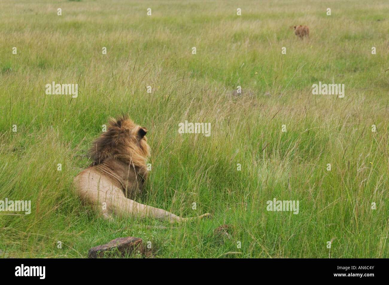 Löwen in den Rasen beobachten Beute auf die Savanne, Masai Mara, Kenia Stockfoto