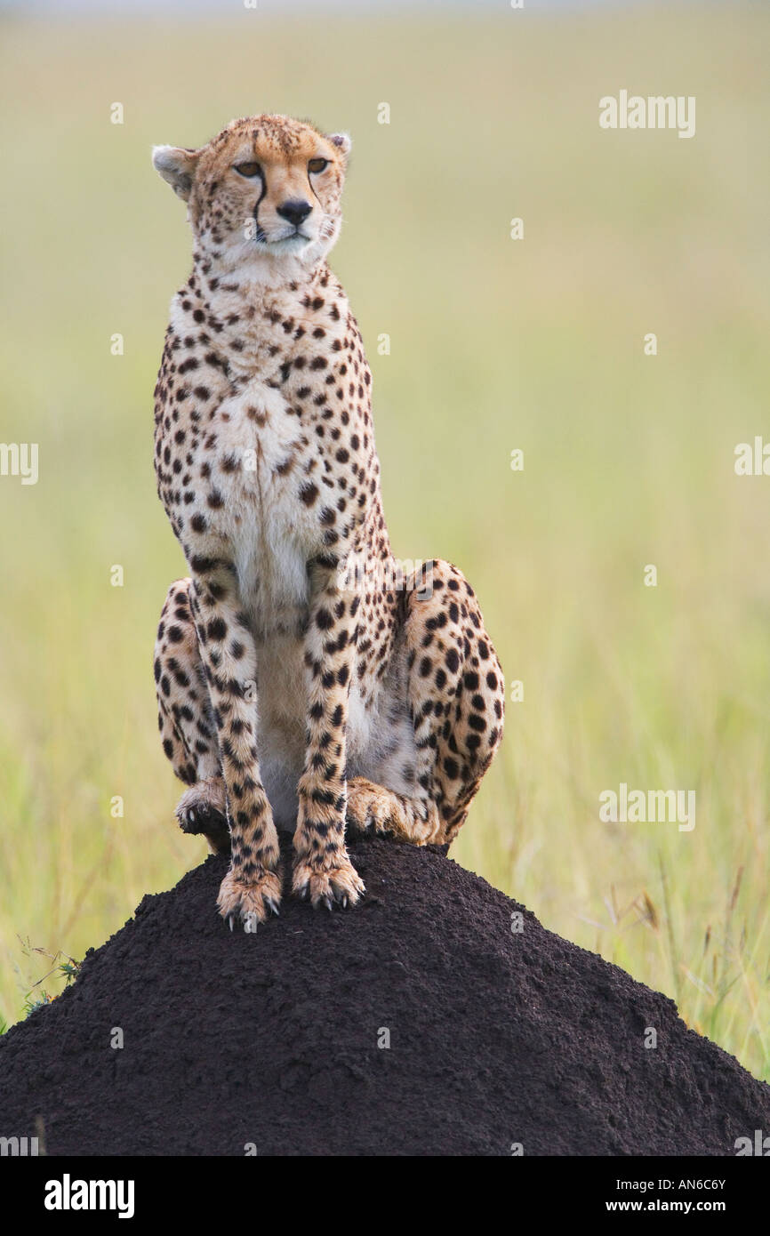 Gepard (Acinonyx Jubatus), Masai Mara, Kenia Stockfoto