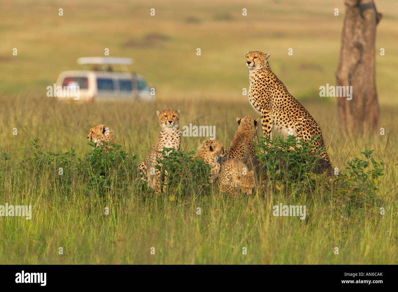 Safari-Jeep mit Cheetah (Acinonyx Jubatus) Mutter und Jungtiere in den Rasen, Masai Mara, Kenia Stockfoto