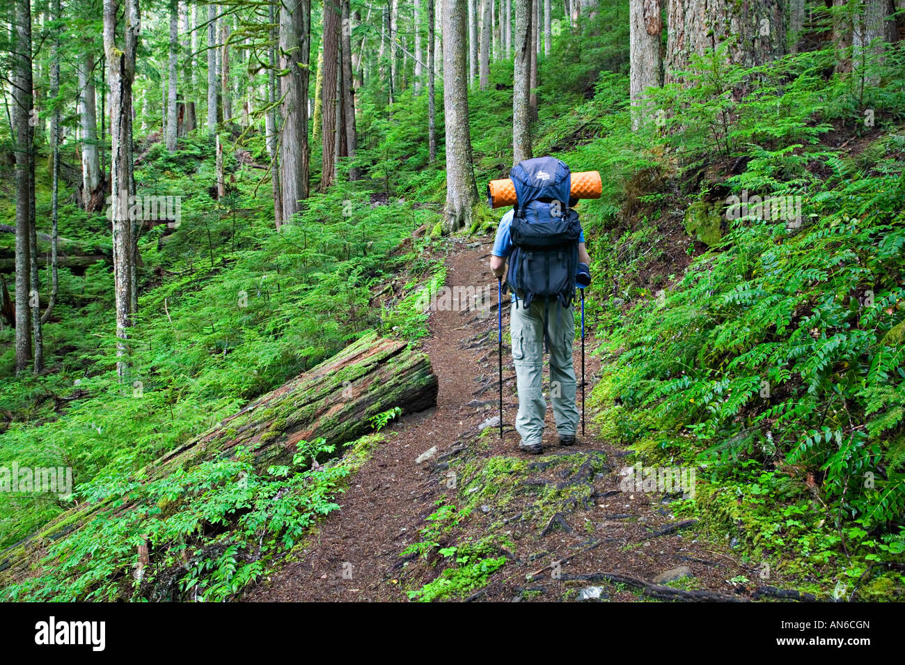 Backpacker unterwegs in alten Wäldern des Mt. Rainier Nationalpark gewachsen Stockfoto