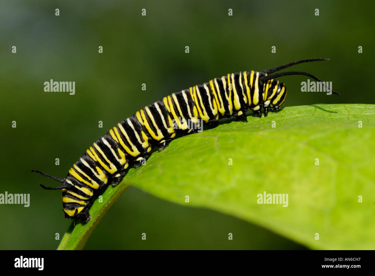 Monarchfalter, Danaus Plexippus, Raupe auf Wolfsmilch, Asclepias SP., Blatt Stockfoto