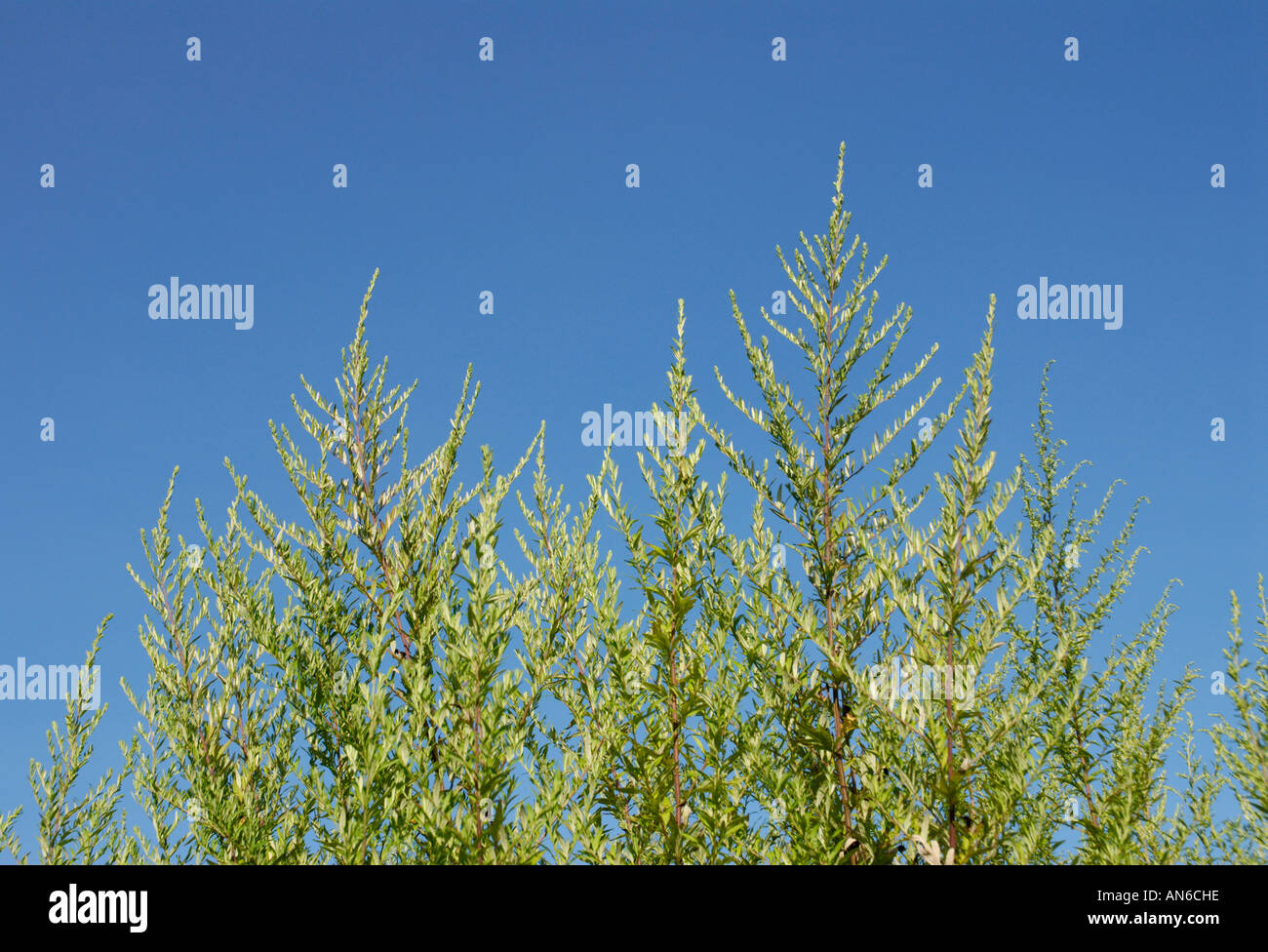 Ambrosie, Ambrosia Artemisiifolia, Pflanzen gegen blauen Himmel. Ambrosia-Pollen ist eine saisonale Allergen. Stockfoto
