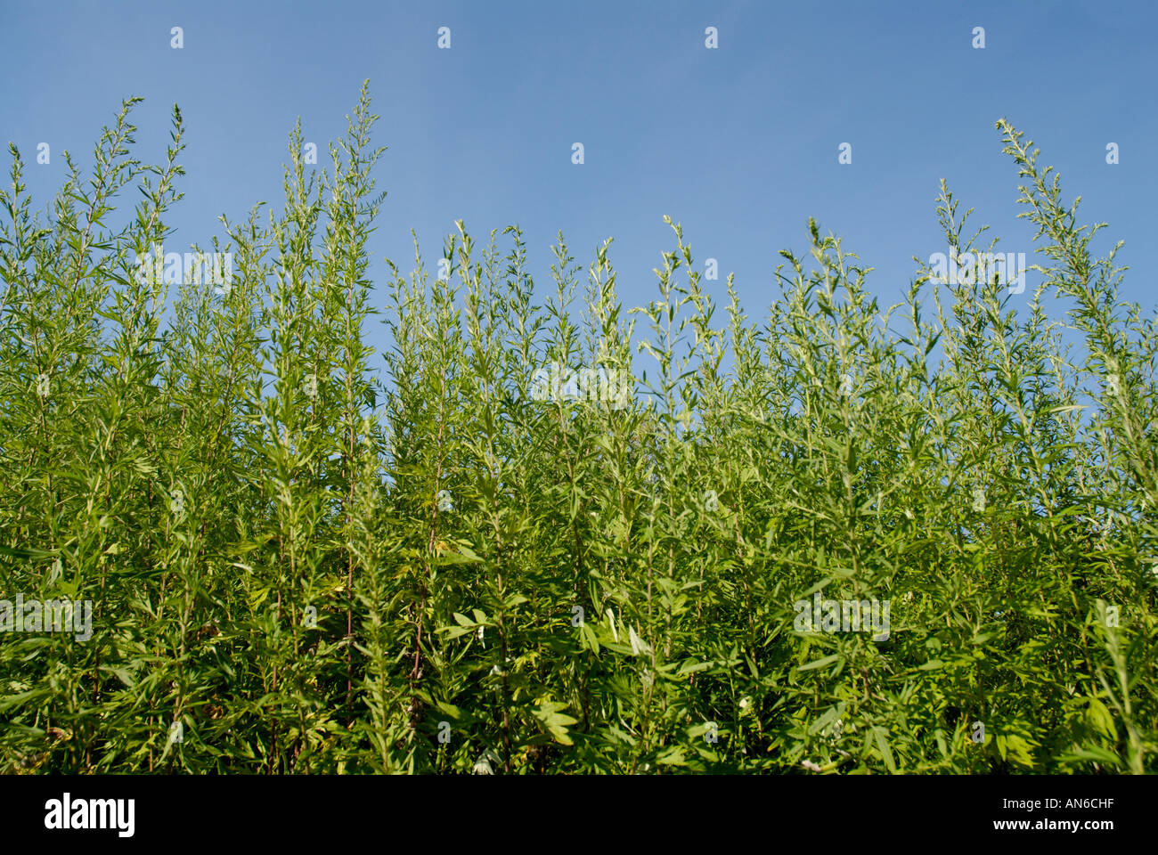 Ambrosie, Ambrosia Artemisiifolia, Pflanzen gegen blauen Himmel.  Ambrosia-Pollen ist eine saisonale Allergen. Stockfoto