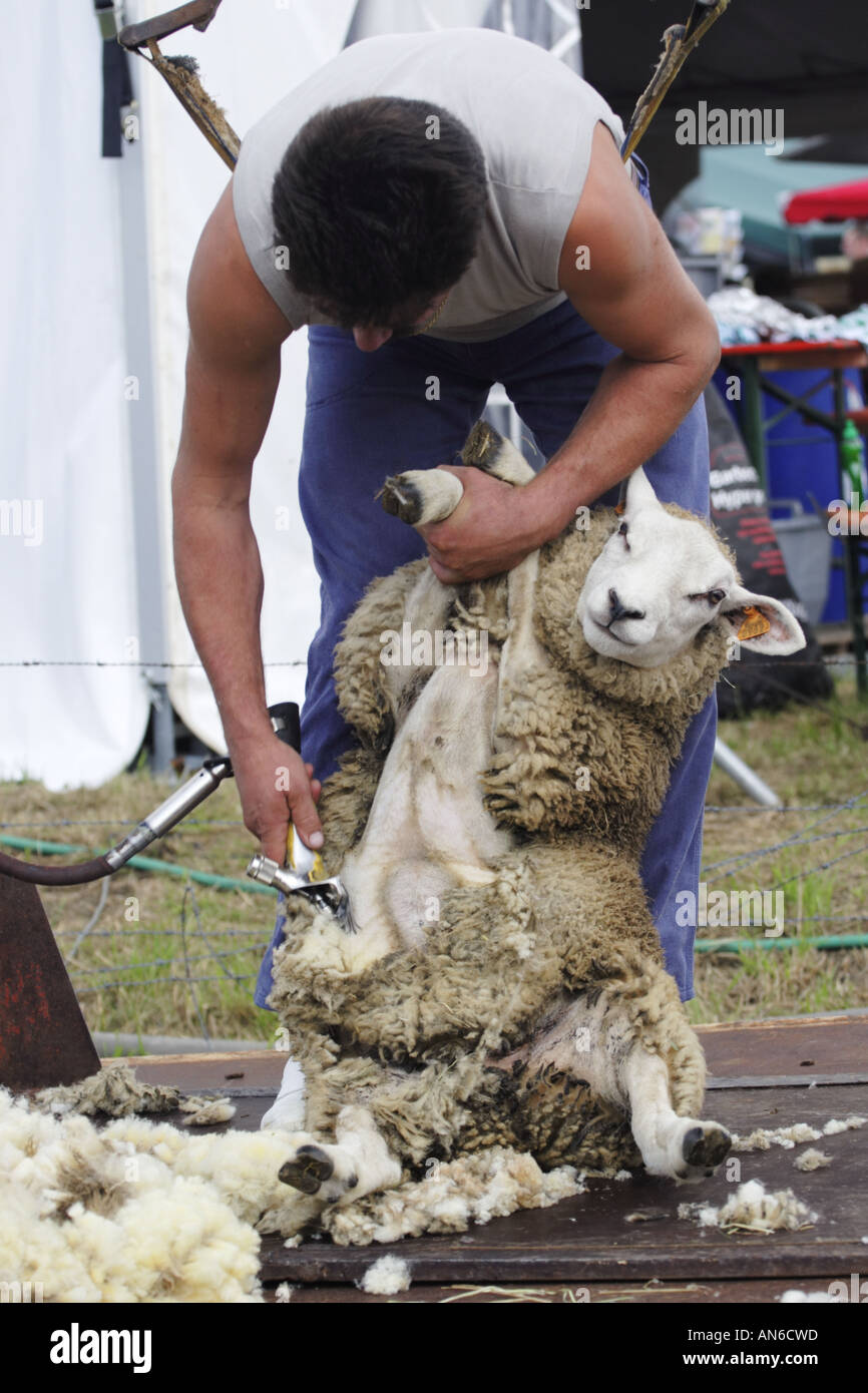 Mann ein Schaf während geschnallt in ein Geschirr, aus denen er hängt - Unterseite der Schafe scheren Stockfoto