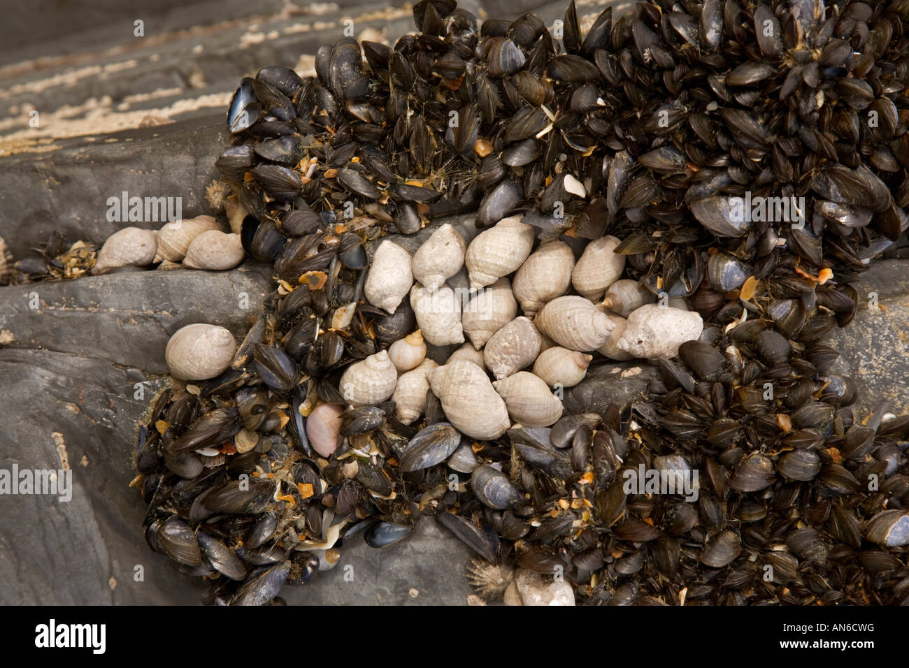 Tresaith Strand Ceredigion Cardiganshire Mollusken etc. stecken bis rock Stockfoto