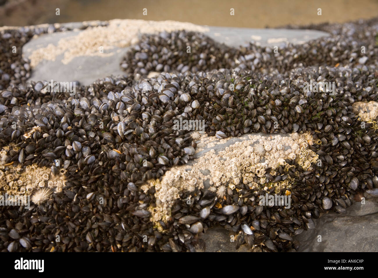 Tresaith Strand Ceredigion Cardiganshire Mollusken etc. stecken bis rock Stockfoto