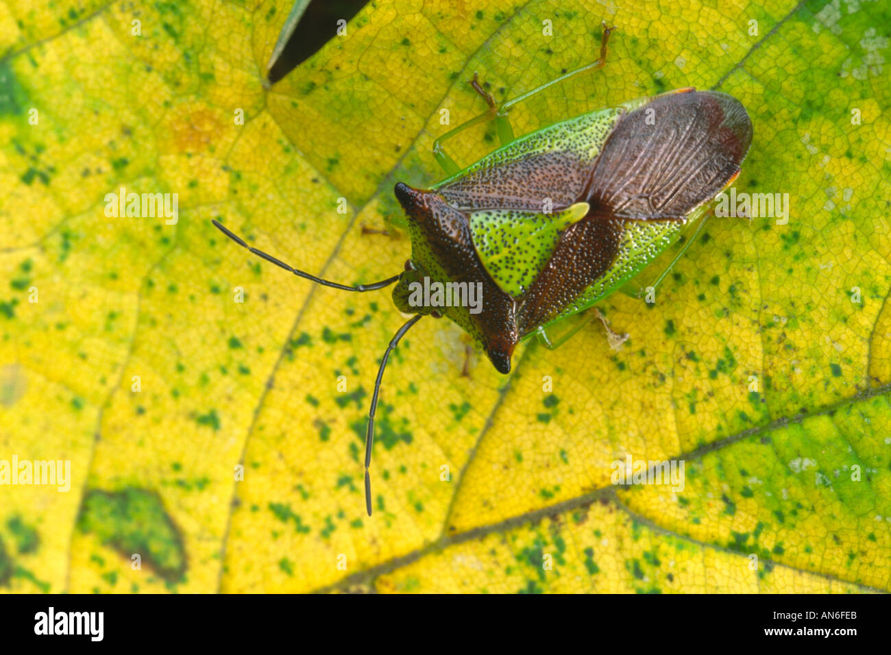 Weißdorn Schild Bug Acanthosoma Haemorrhoidale auf Blatt Stockfoto