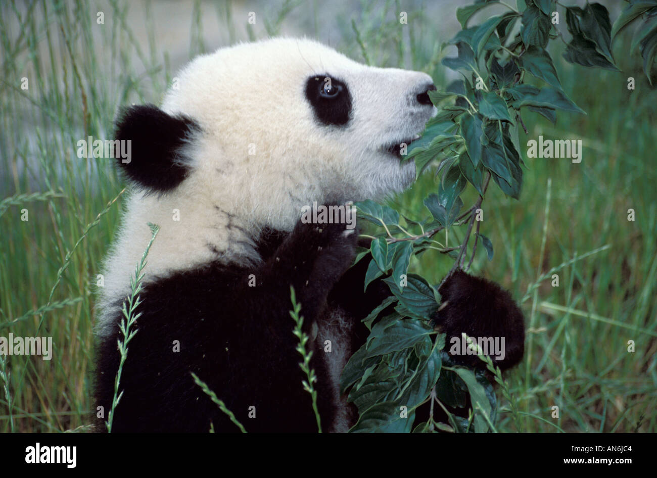 Giant Panda Ailuropoda Melanoleuca Cub 6 sechs Monate alt Wolong China Stockfoto