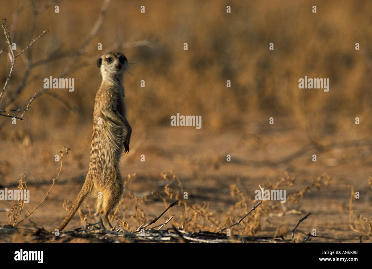 Meerkat Suricata Suricatta stehend auf sichern Beinen Kalahari in Südafrika Stockfoto