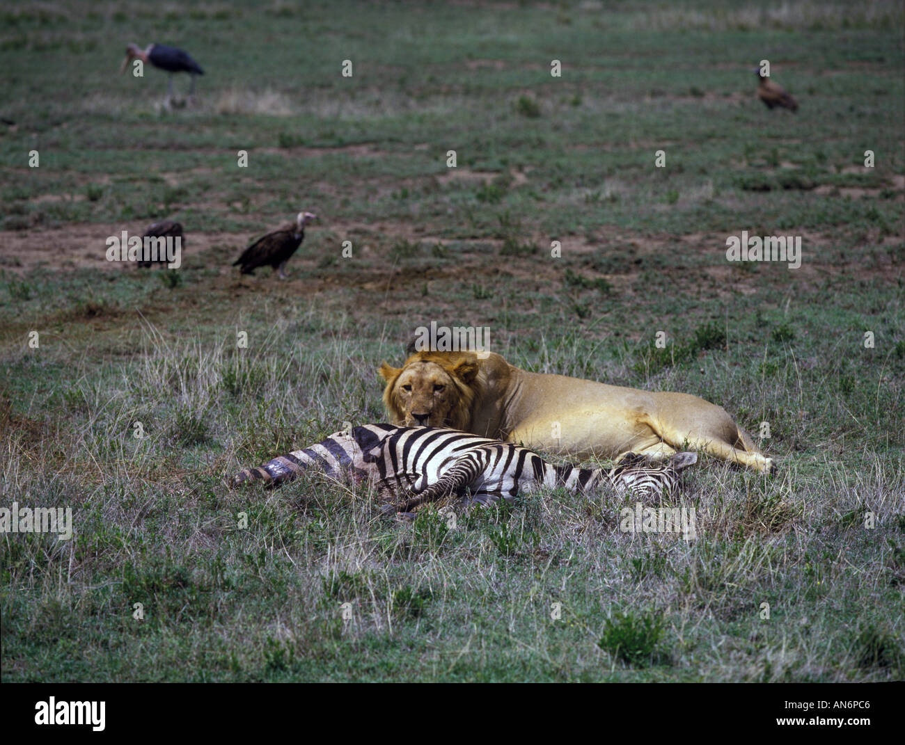 Löwe Panthera Leo männlich bei Zebra töten mit Kapuze Geier und Marabou Storch sammeln Stockfoto