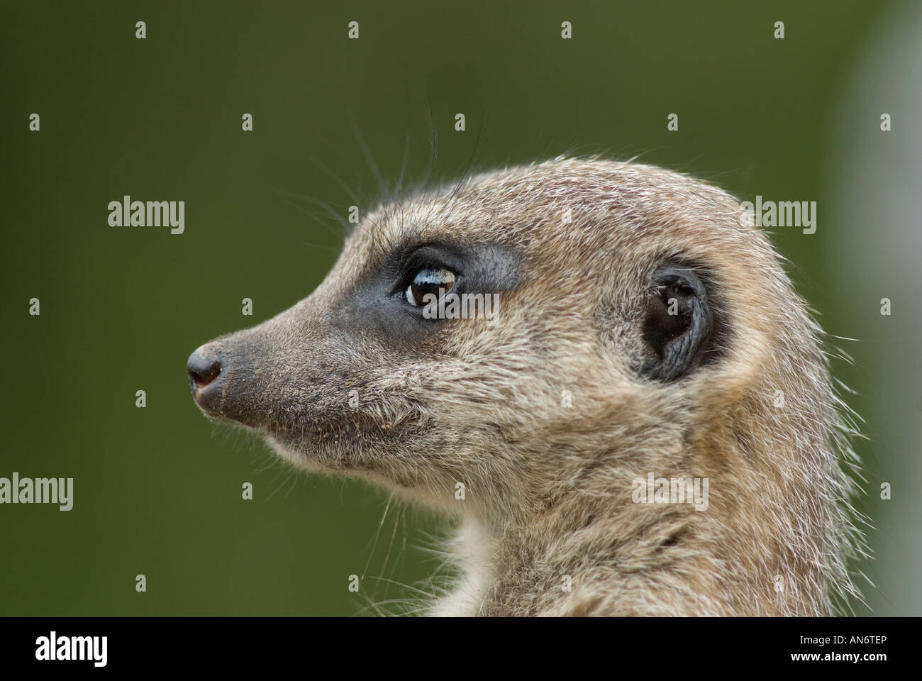 Erdmännchen auf der Suche bei Dudley Zoo Stockfoto