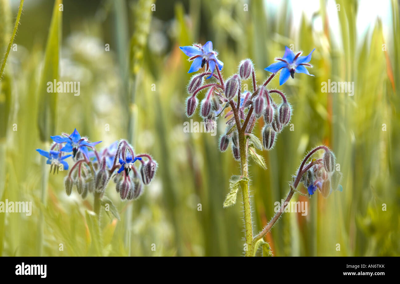 Borretsch Borrango Officinalis Heilpflanze Stockfoto