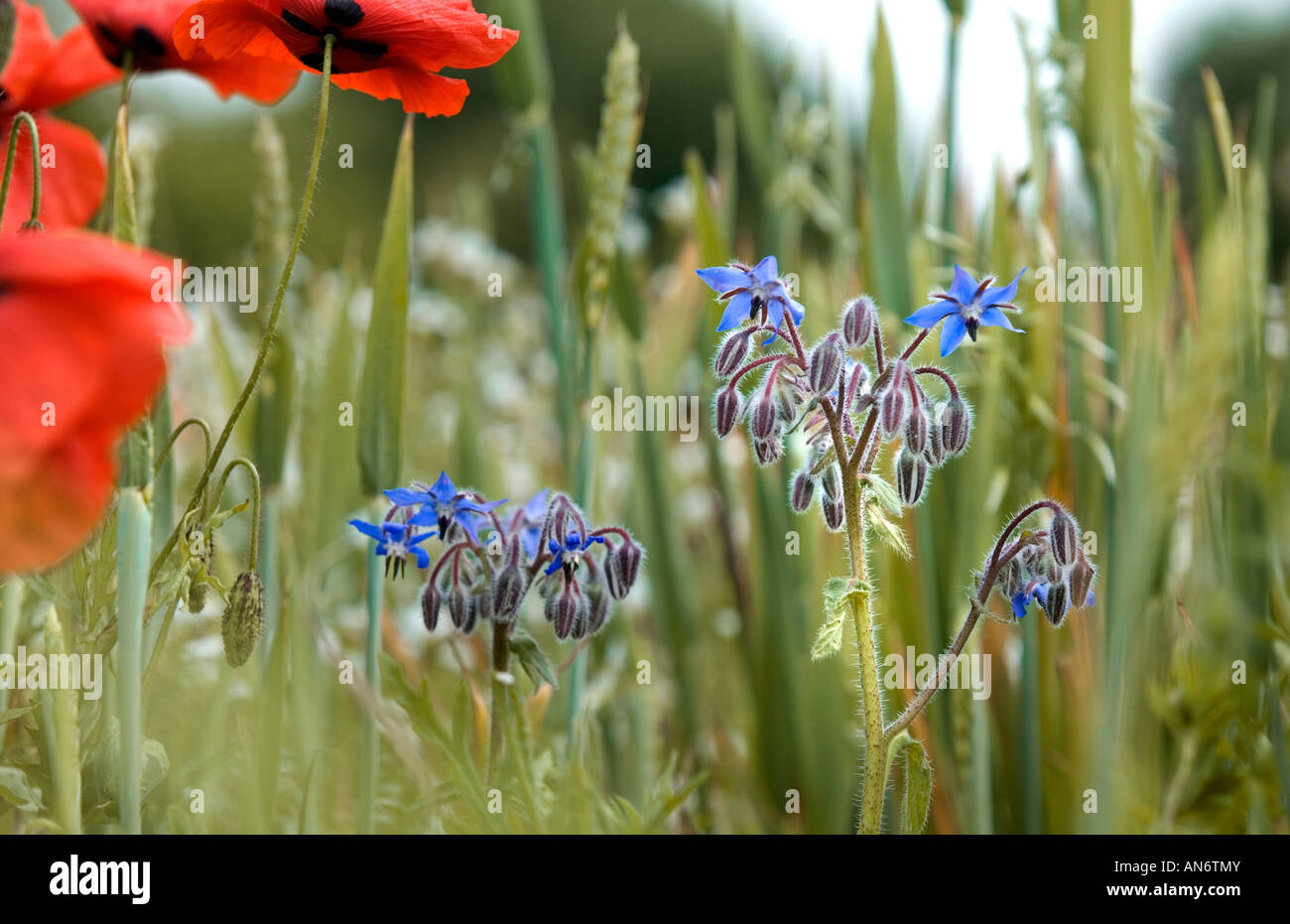 Borretsch Borrango Officinalis Heilpflanze Stockfoto