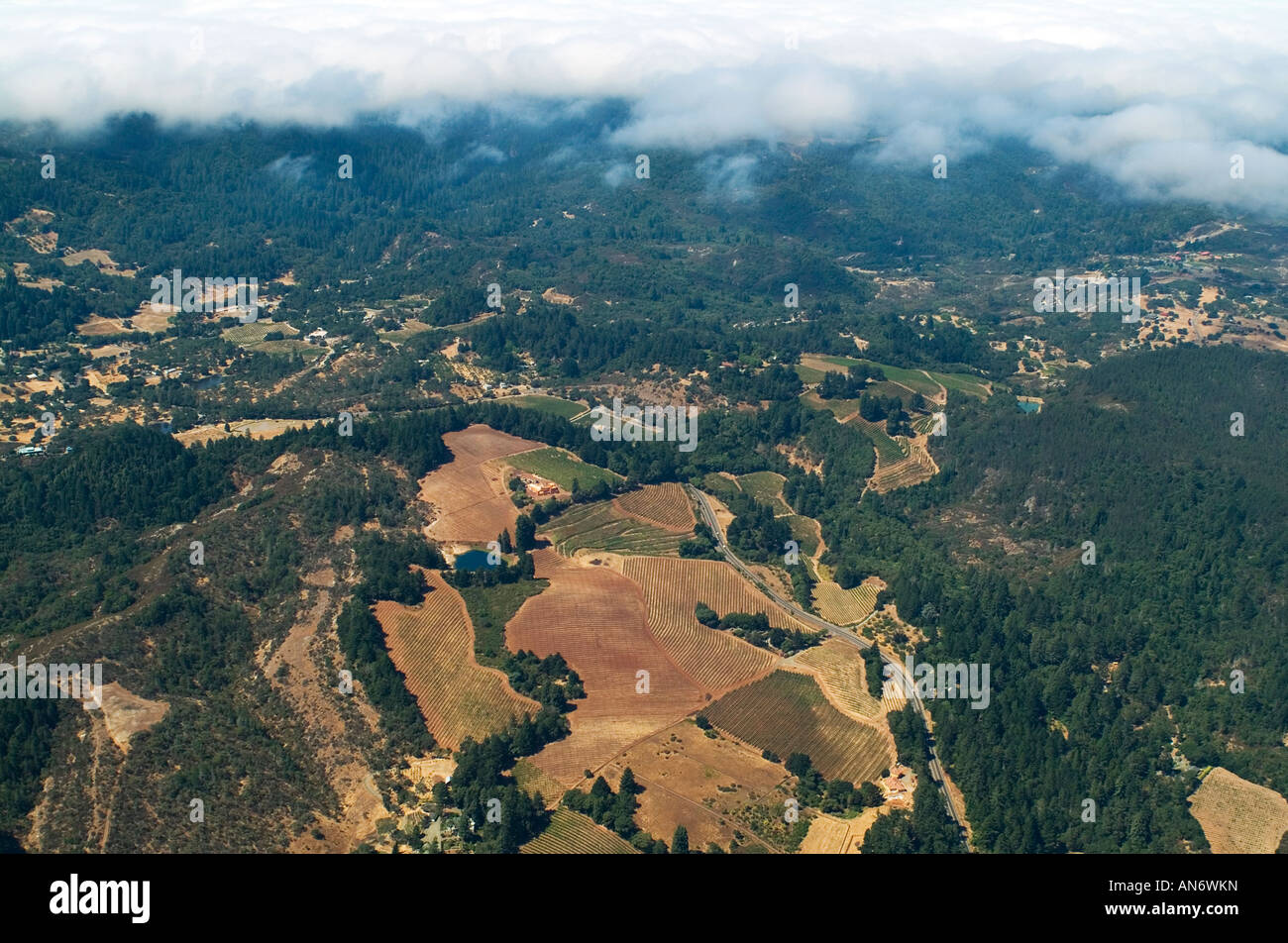 Luftaufnahme über dem Nebel Sonoma county Weinberge Stockfoto