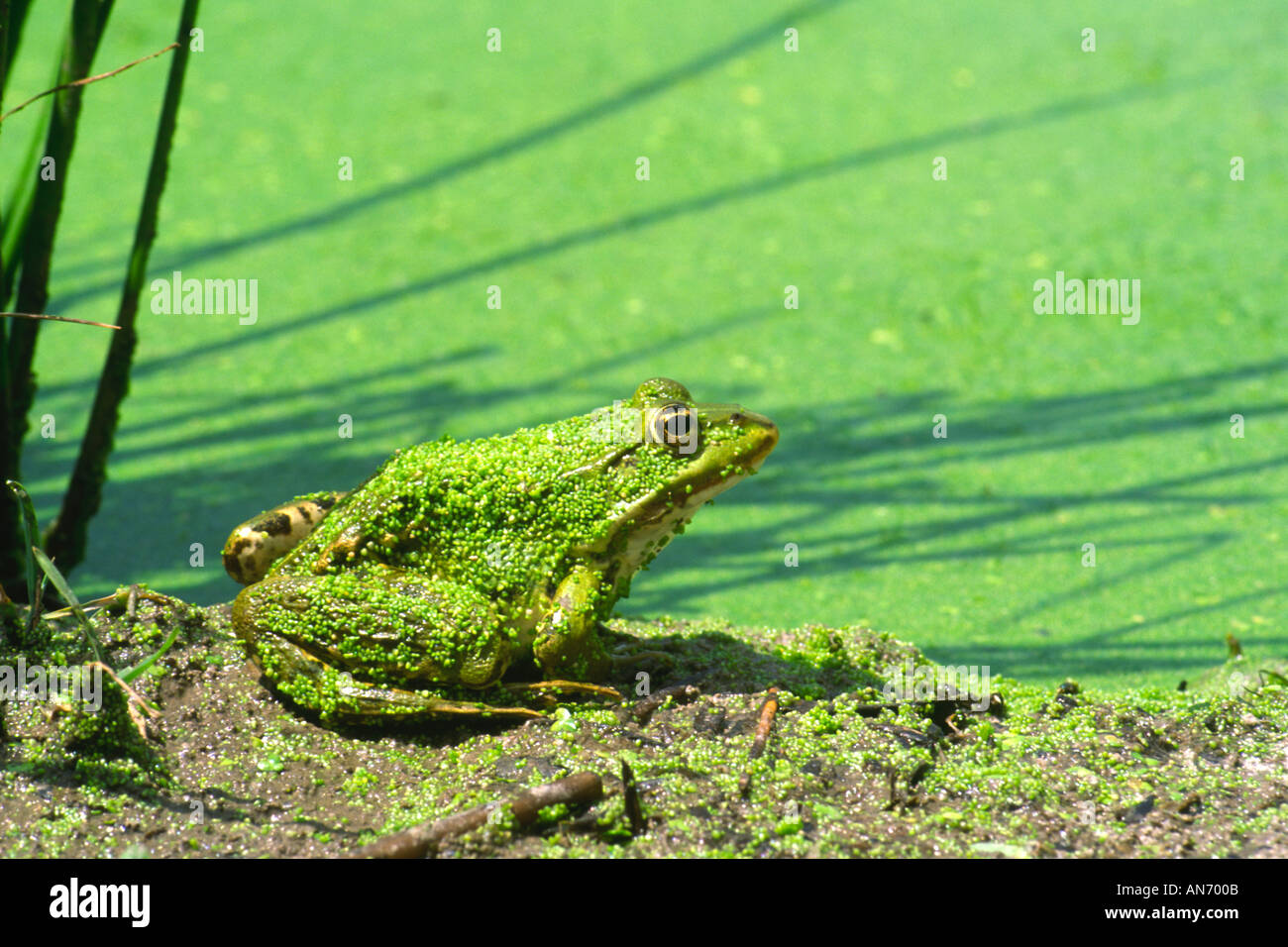 Gemeinsamen Frosch Rana Temporaria Teich seitlich mit Unkraut bedeckt Stockfoto