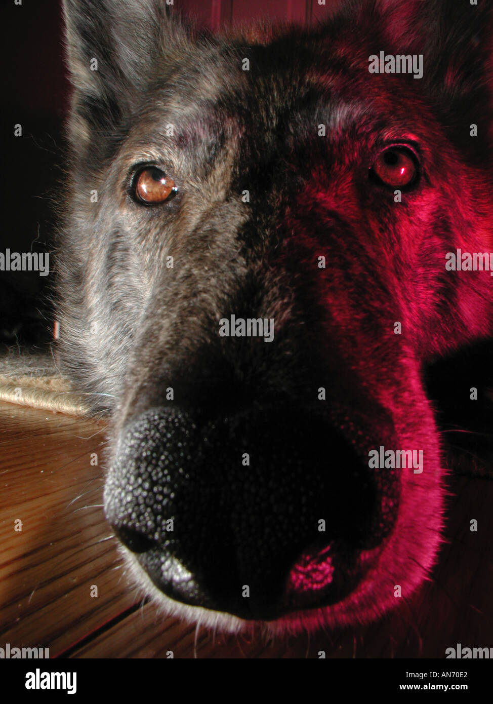 Hunde-Gesicht schauen traurig auf Boden liegend Stockfoto