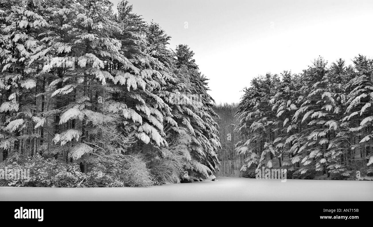 Zugefrorenen See mit Schnee und Bäumen Stockfoto