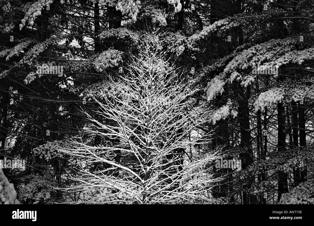 schneebedeckten Baum in einem Wald schwarze und weiße Winterlandschaft Stockfoto