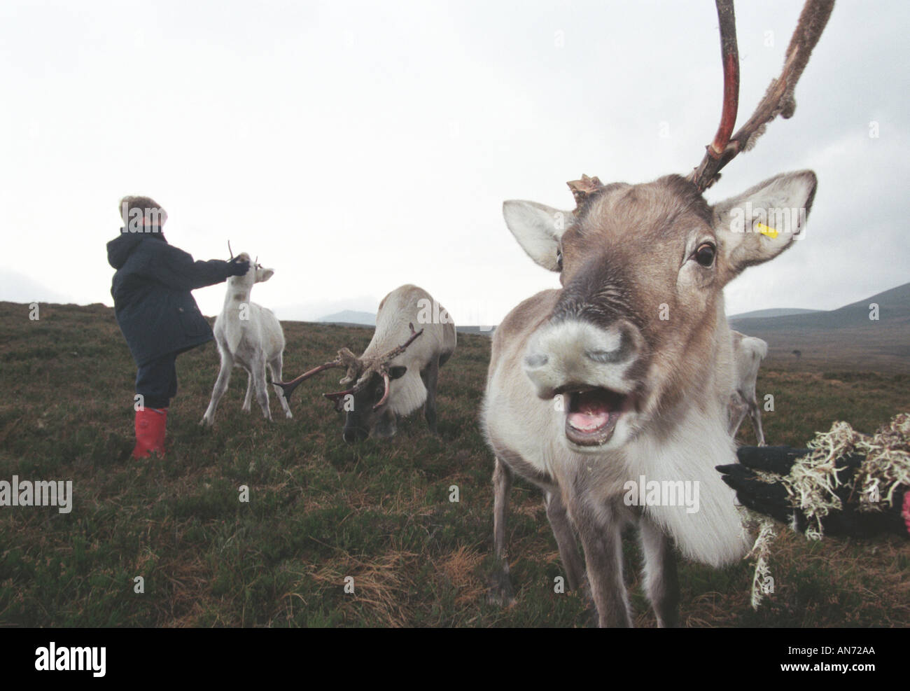 Rentier in Schottisches Hochland in der Nähe von Aviemore Stockfoto