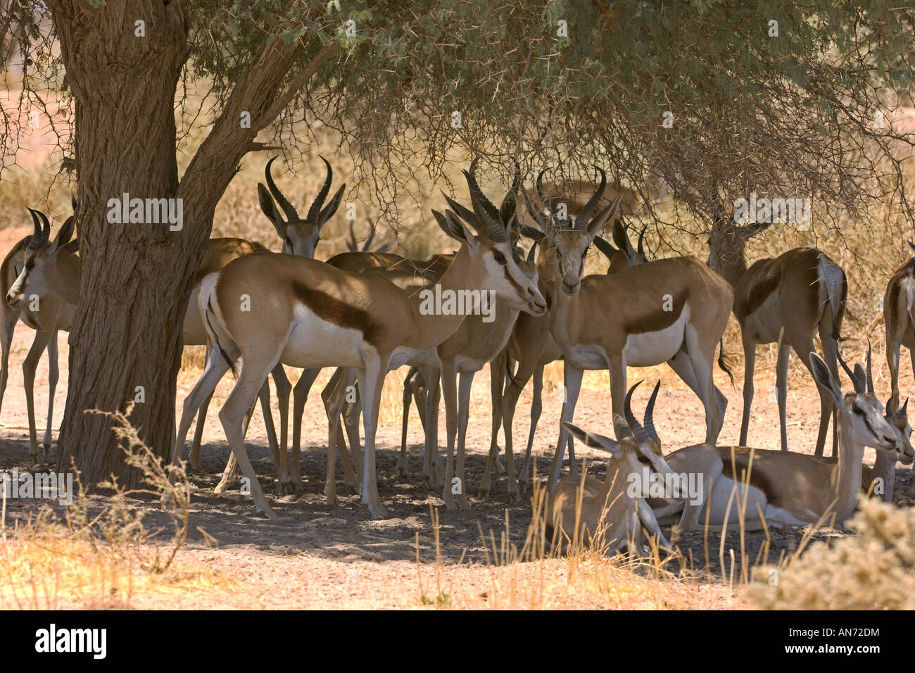 Herde von Springbock oder Springbock Antidorcas Marsupialis finden Schatten unter Anjous Baum Stockfoto