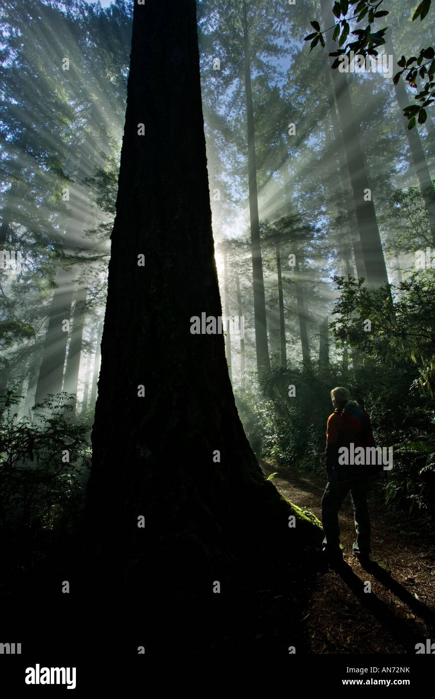 Frau Wandern Redwoods Nationalpark im Morgennebel Stockfoto