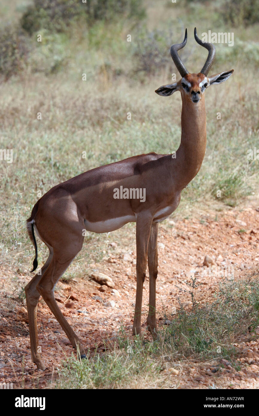 Gerenuk Litocranius walleri Stockfoto
