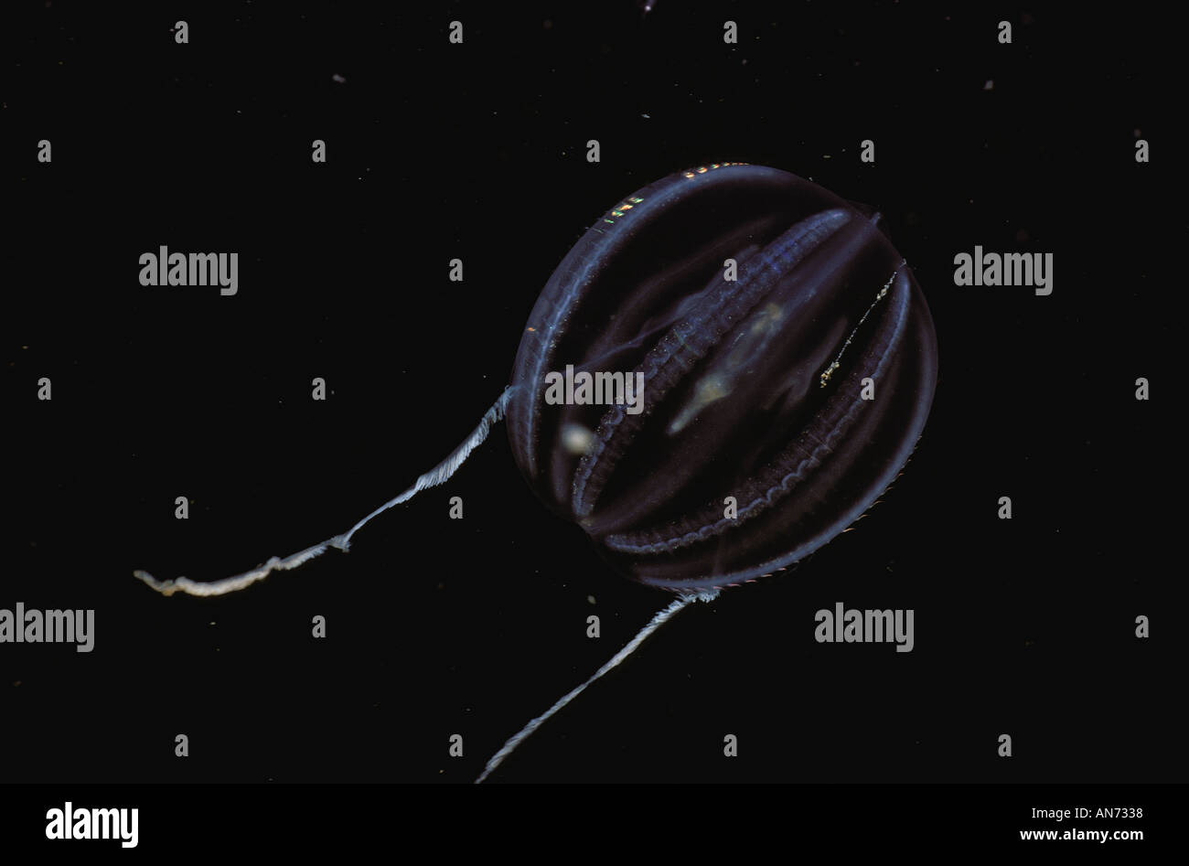 Meer-Stachelbeere Stockfoto