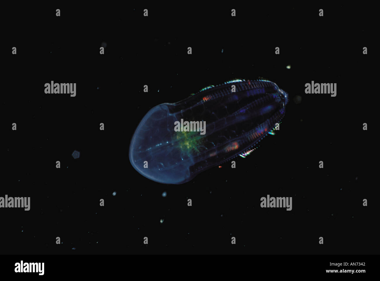 Pelagische Comb Jelly Stockfoto